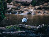 whio blue duck